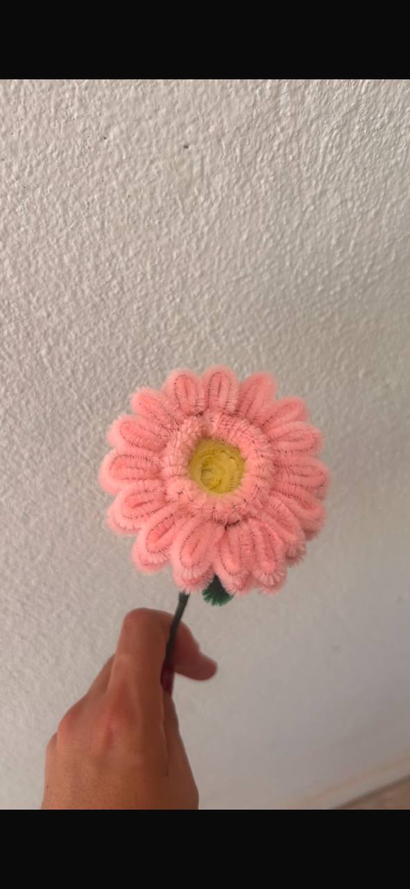 Gerbera